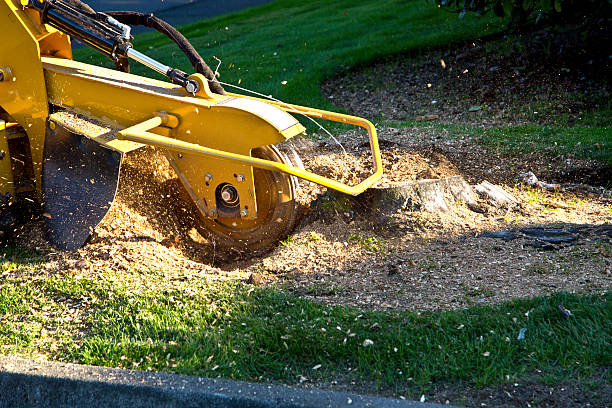 Best Tree Trimming Near Me  in Lexington, TN